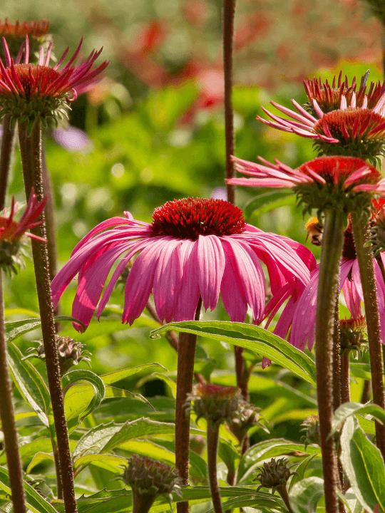 Echinacea purpurea Augustkonigin